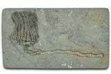 Fossil Crinoid (Platycrinites) - Crawfordsville, Indiana #359208-1